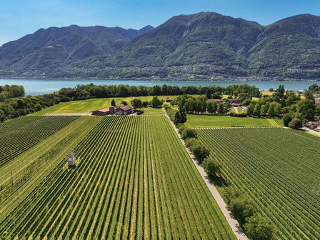 Cantina alla Maggia