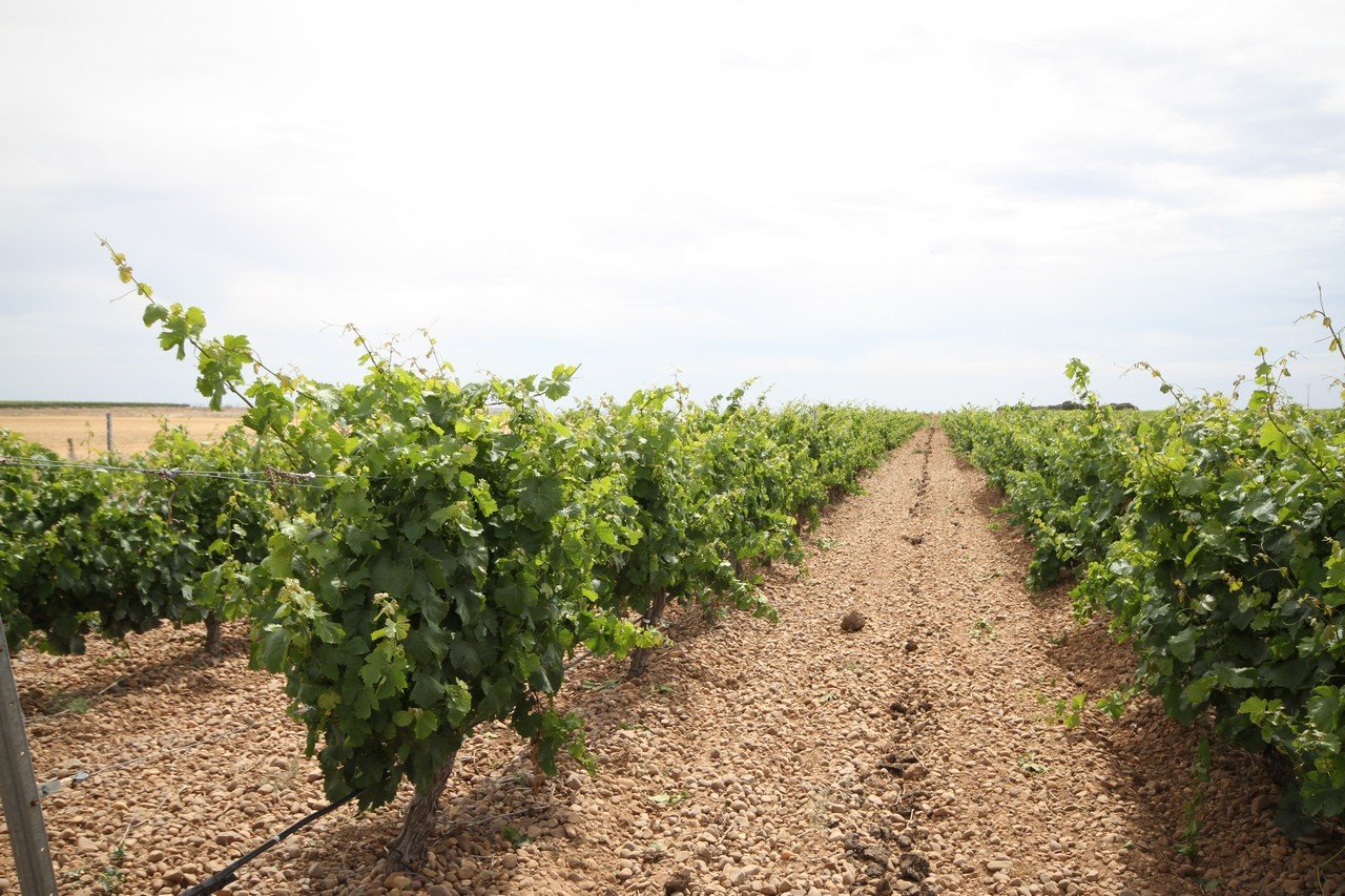 Bodegas Castelo de Medina, Villaverde De Medina, Spain