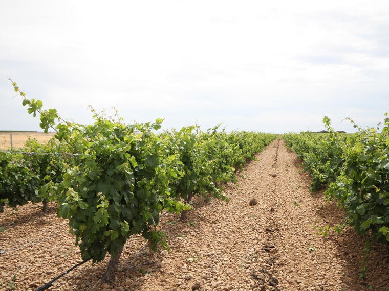 Bodegas Castelo de Medina, Villaverde De Medina, Spain