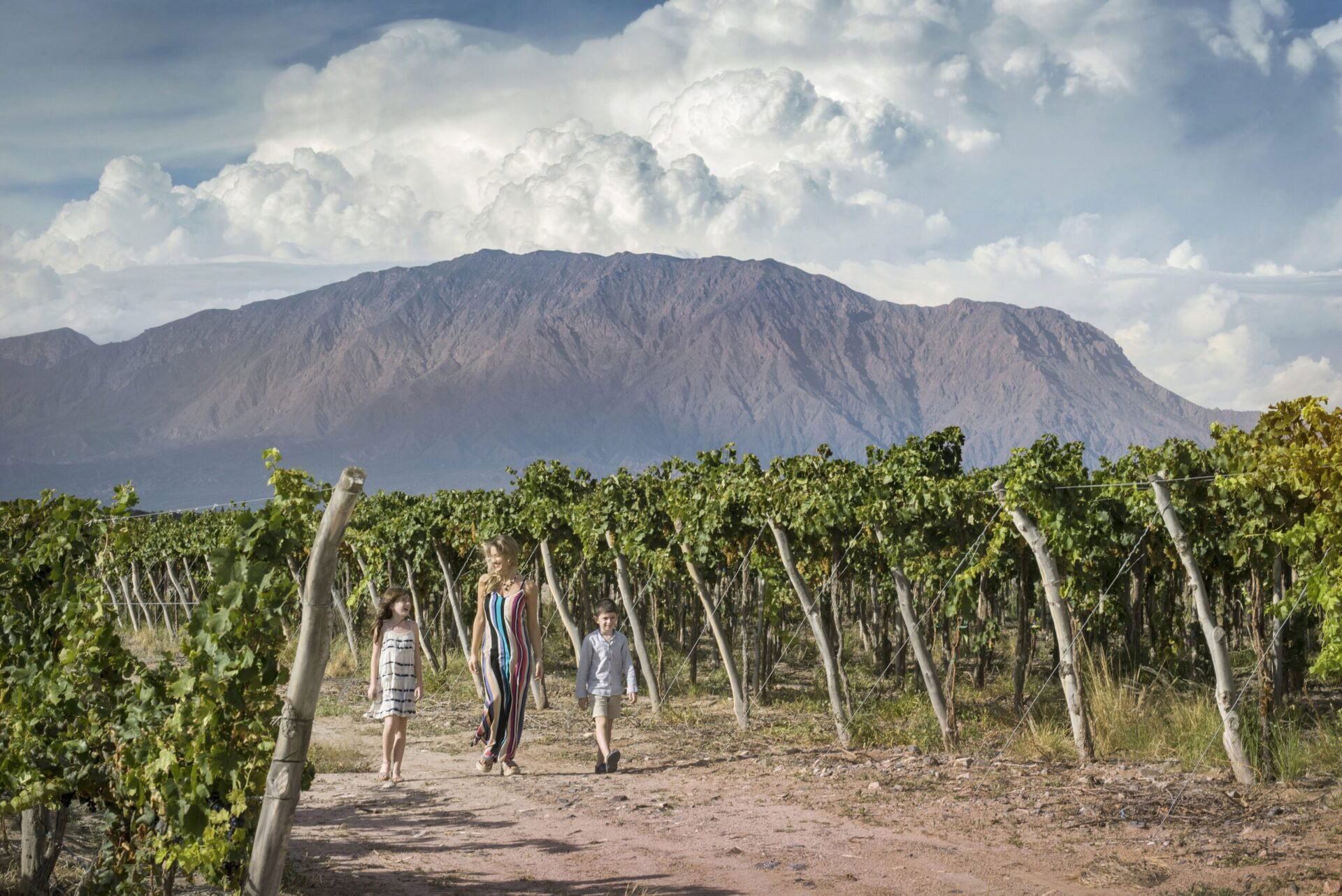 Bodega El Tránsito, Winery in Cafayate