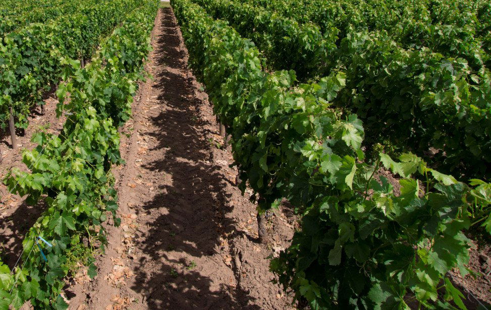 Château d'Aiguilhe Querre, Winery in Pomerol