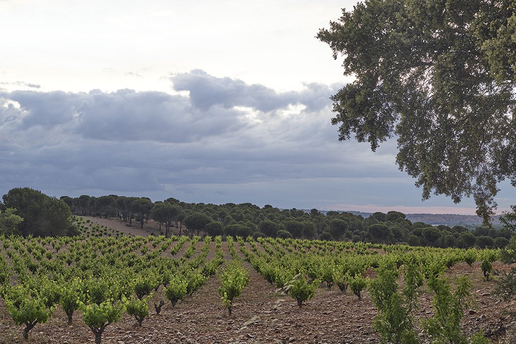Finca Sobreño, Toro, Spain
