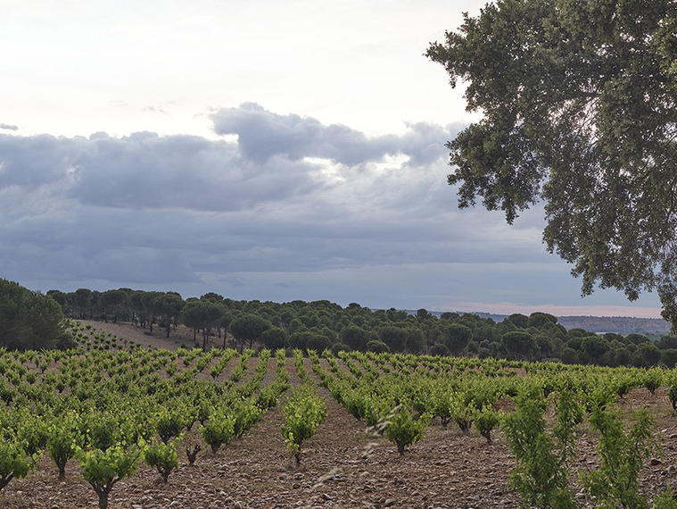Finca Sobreño, Toro, Spain