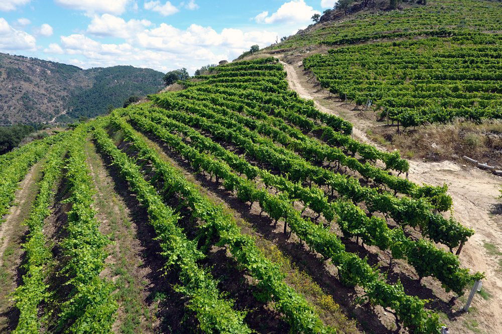 Cortes do Tua, Winery in Carrazeda De Ansiaes