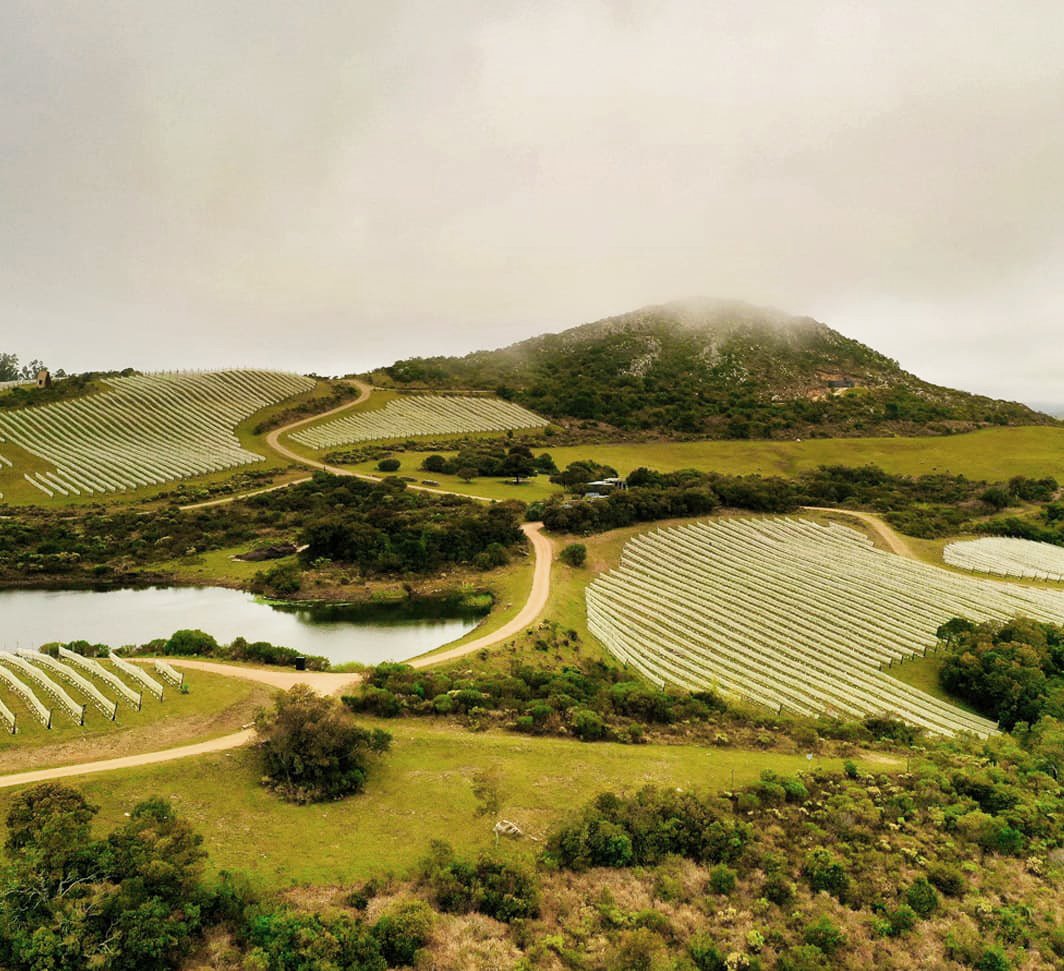 Bodega Toscanini Hnos, Canelones, Uruguay