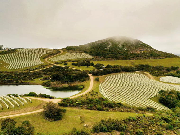 Bodega Toscanini Hnos, Canelones, Uruguay