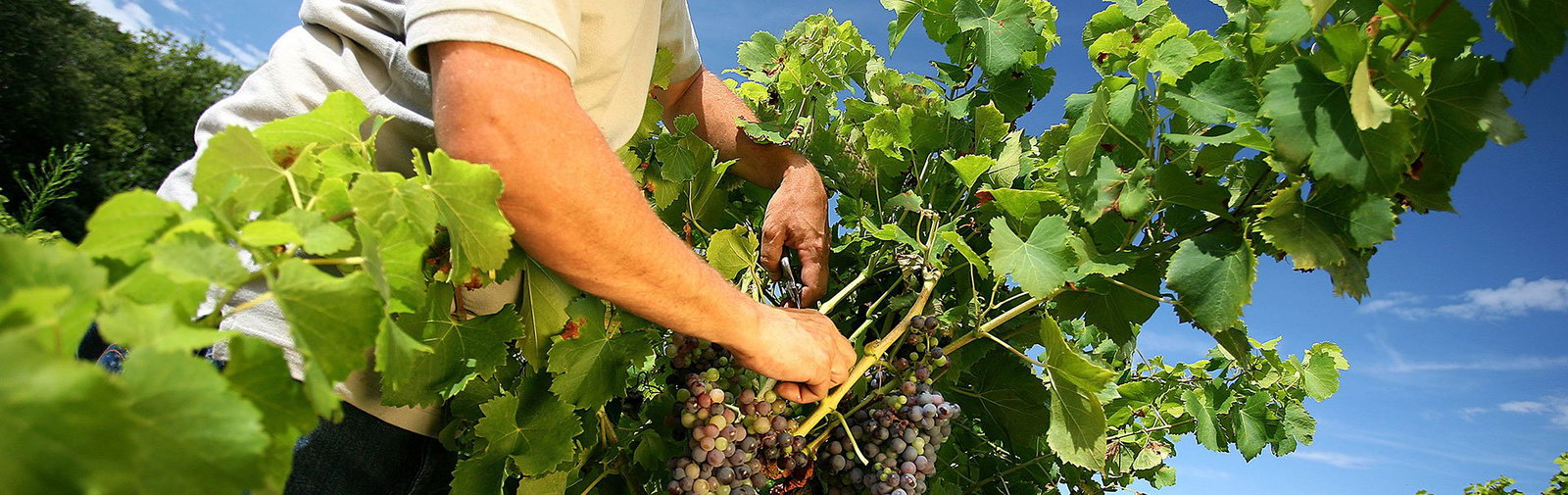 Domaine Cachat-Ocquidant & Fils, Ladoix Serrigny, France