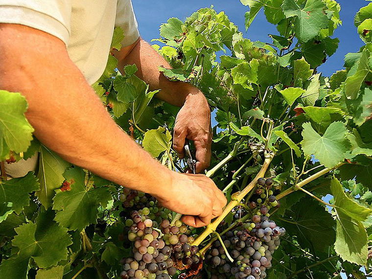 Domaine Cachat-Ocquidant & Fils, Ladoix Serrigny, France