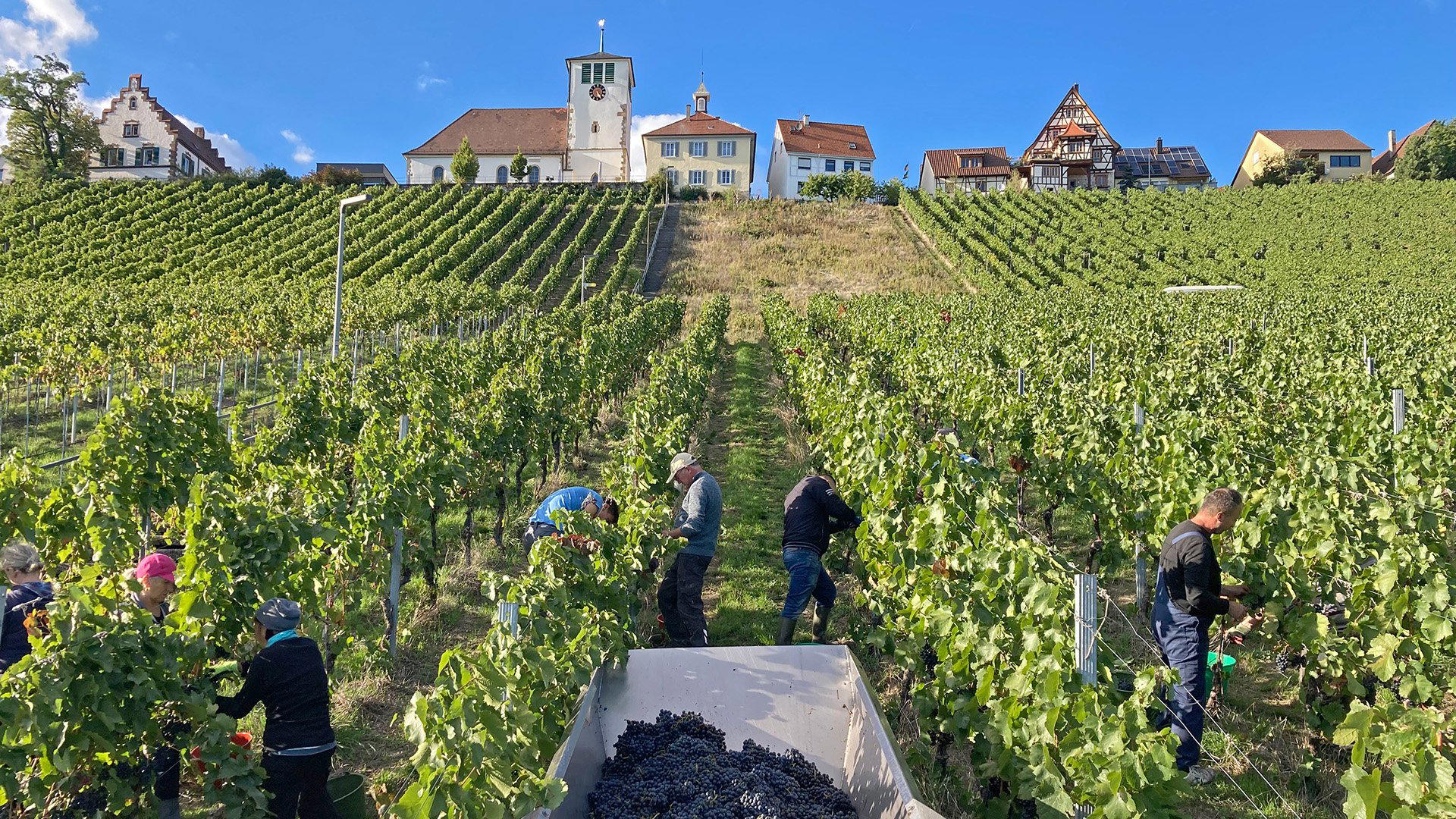 Panoramaweingut Baumgärtner winery in Hohenhaslach