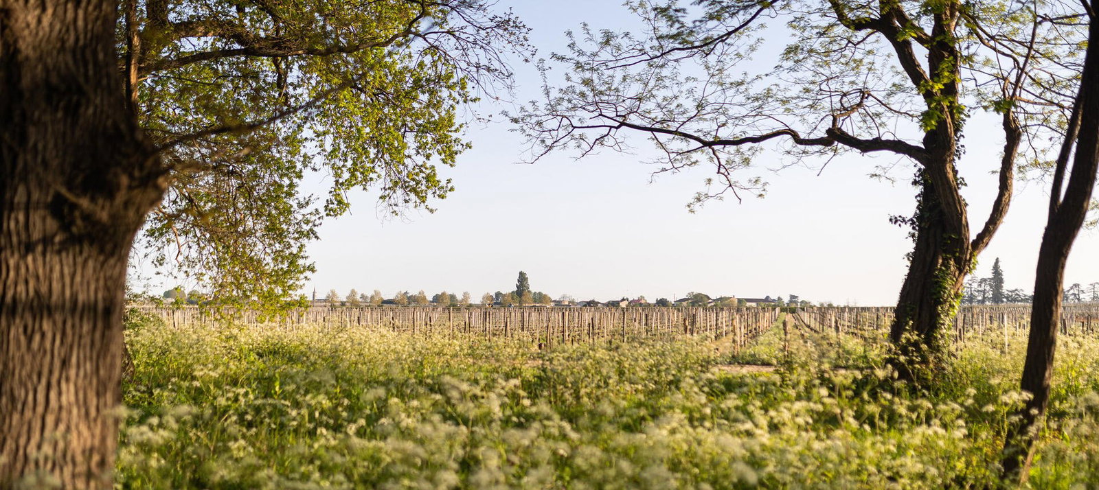 Chateau Haut Rocher, Saint Etienne De Lisse, France