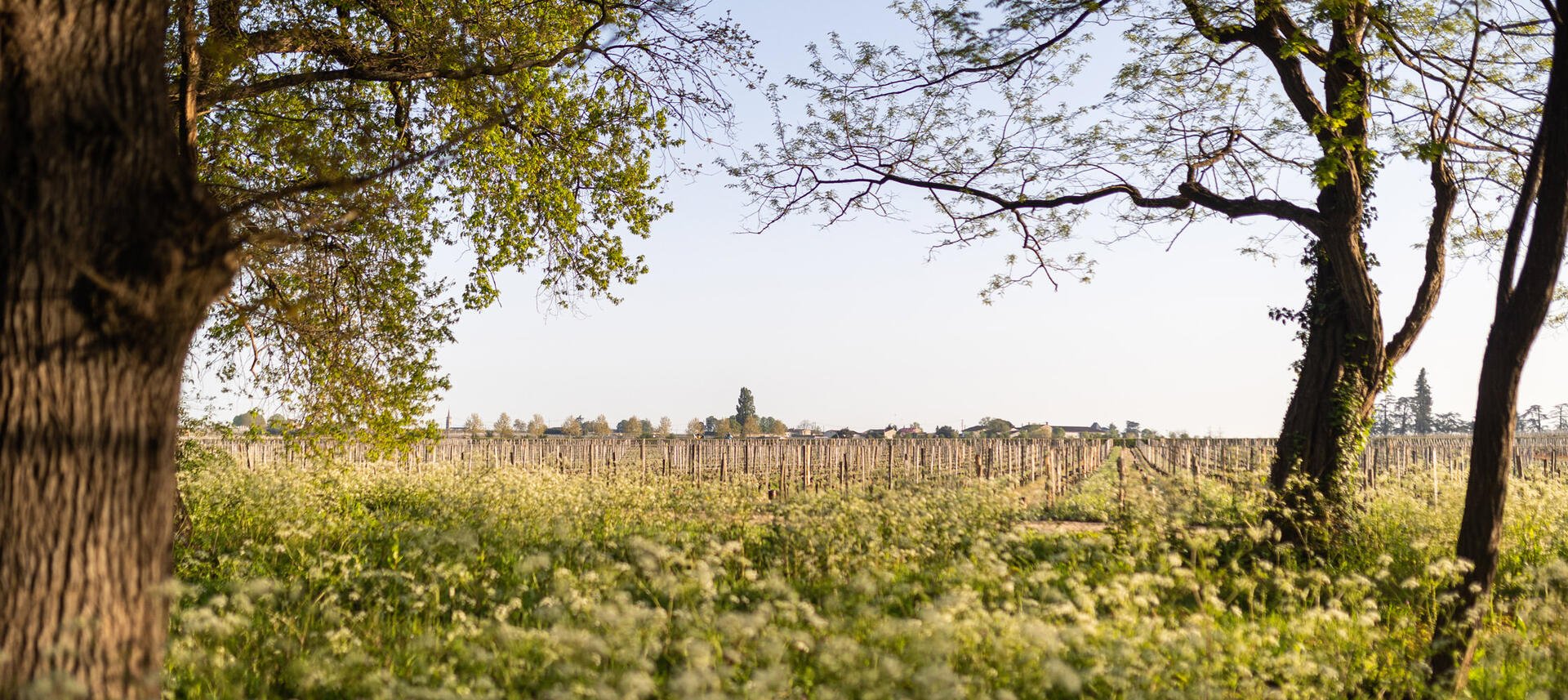 Chateau Haut Rocher