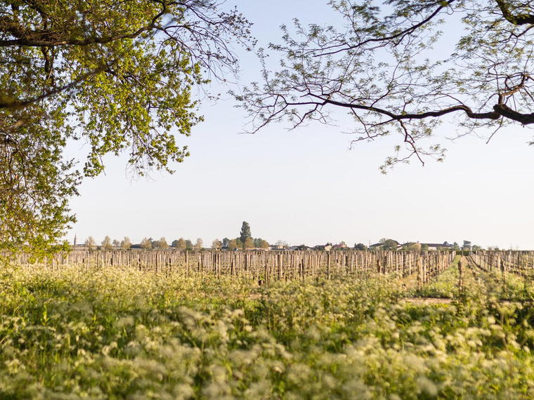 Chateau Haut Rocher, Saint Etienne De Lisse, France