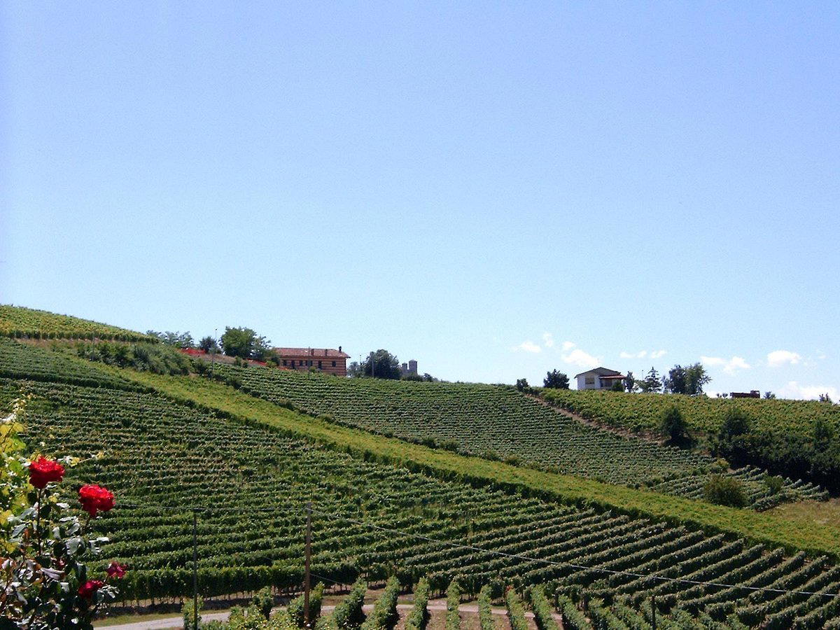 Azienda Agricola Gabutti di Boasso Franco winery in Serralunga d'Alba