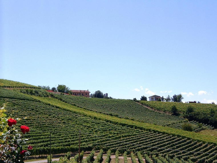 Azienda Agricola Gabutti di Boasso Franco, Serralunga d'Alba, Italy
