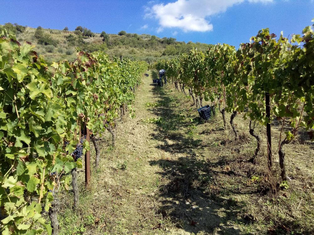 Viticoltori De Conciliis winery in Prignano Cilento