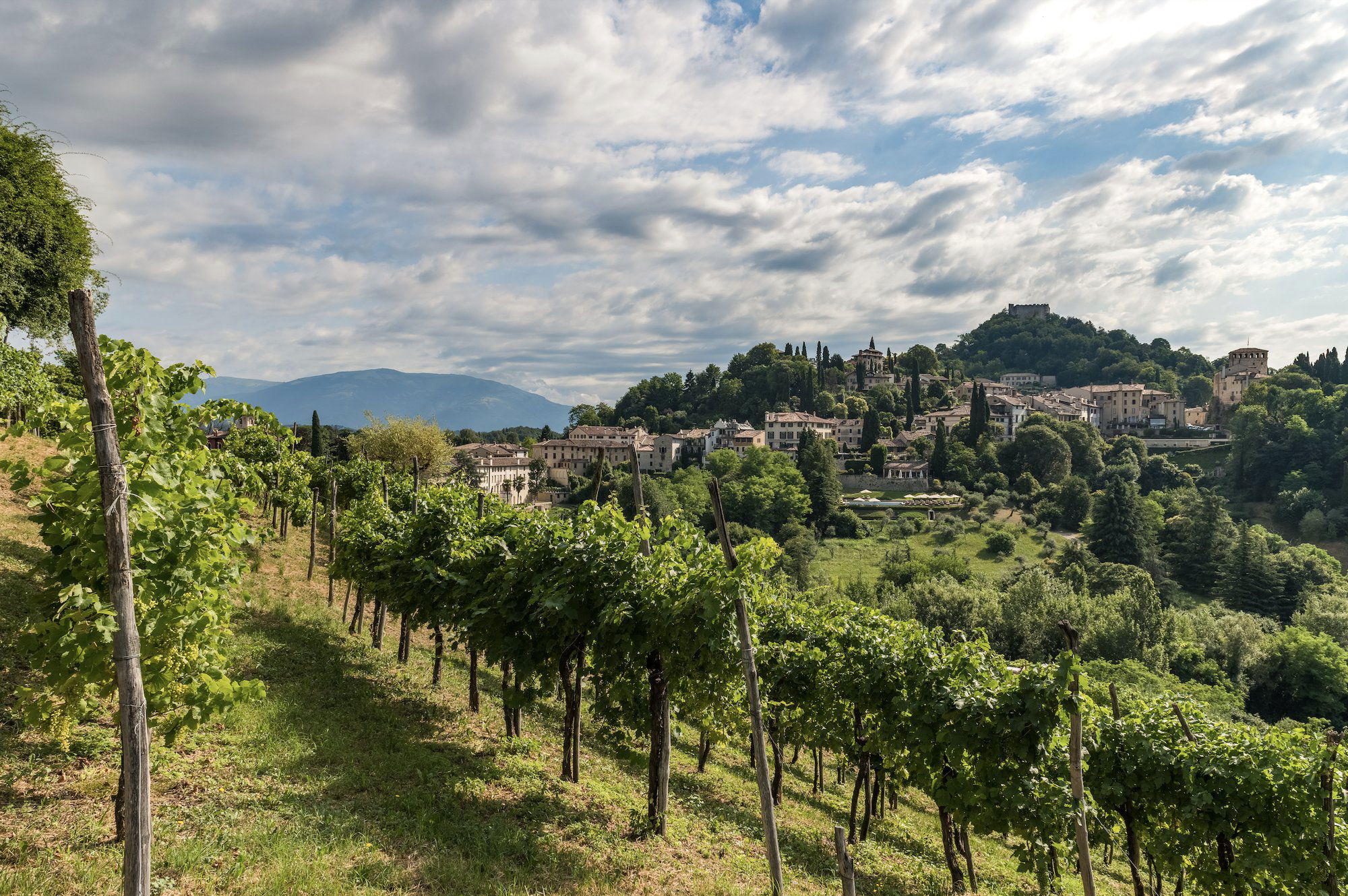 Dal Bello, Winery in Fonte