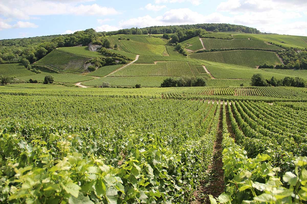 Champagne Jacques Selosse, Avize, France