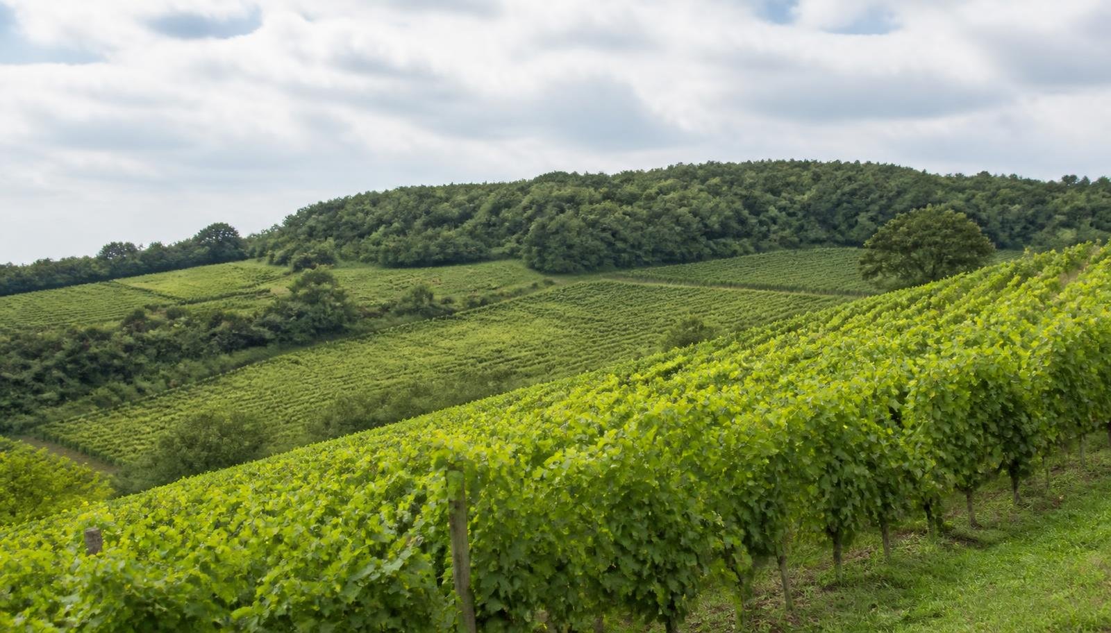 Château Grand Corbin Manuel, Winery in Saint-Émilion