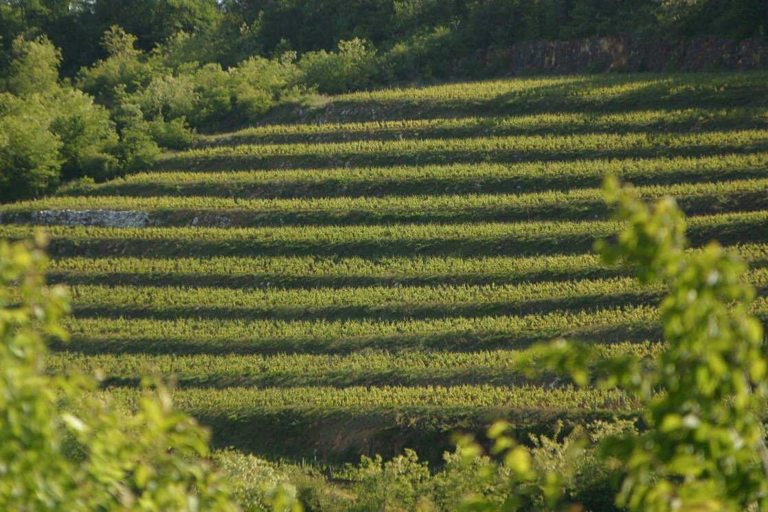 Domaine Bertrand Machard de Gramont, Nuits-Saint-Georges, France