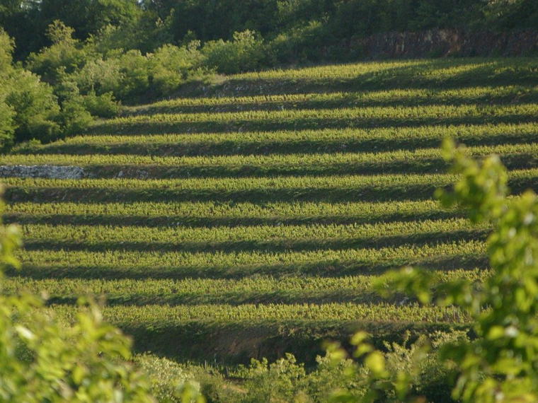 Domaine Bertrand Machard de Gramont, Nuits-Saint-Georges, France
