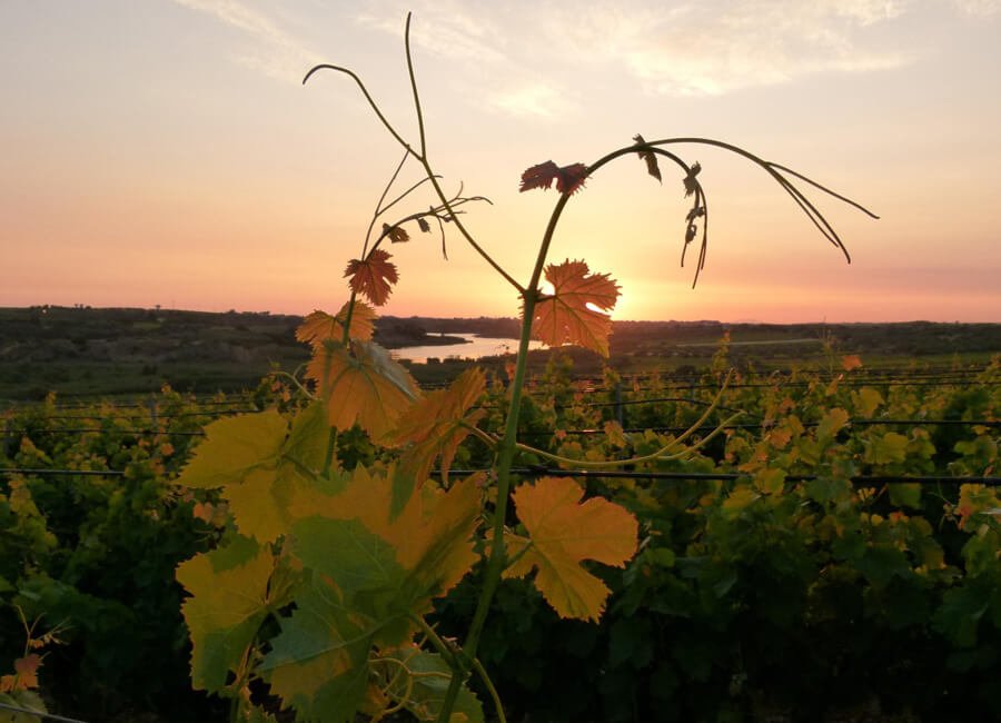 Baglio Aimone, Winery in Petrosino