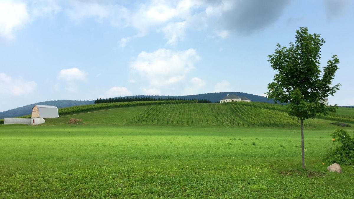 Black Ankle Vineyard, Winery in Mount Airy