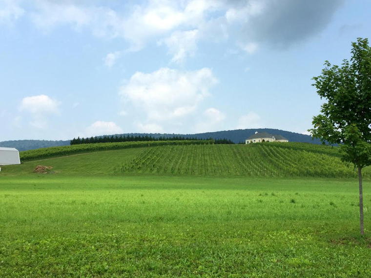 Black Ankle Vineyard, Mount Airy, United States