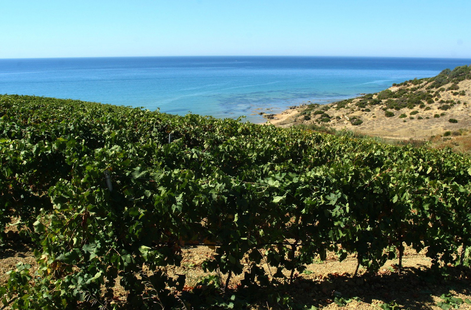 Cantine Settesoli, Menfi, Italy