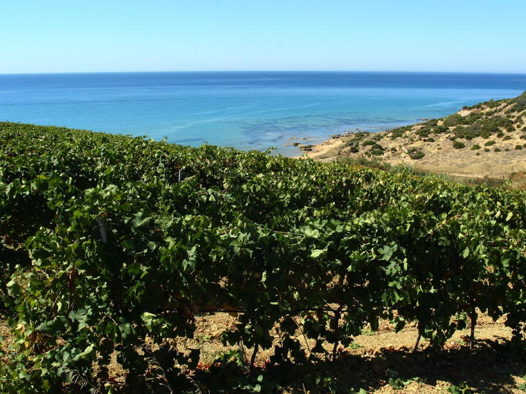 Cantine Settesoli, Menfi, Italy
