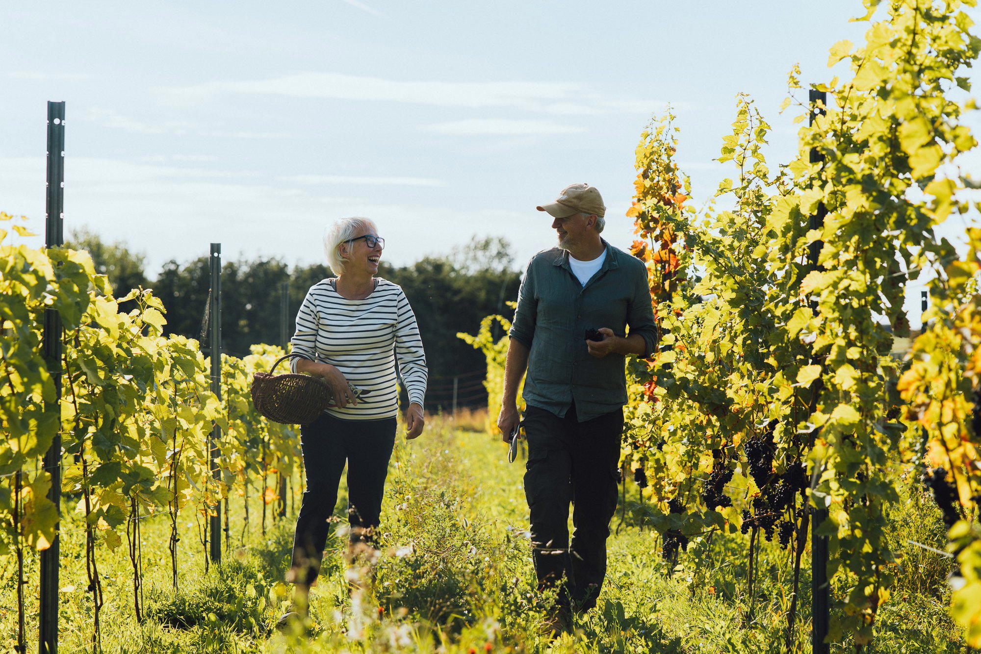 Ærø Vin winery in S By