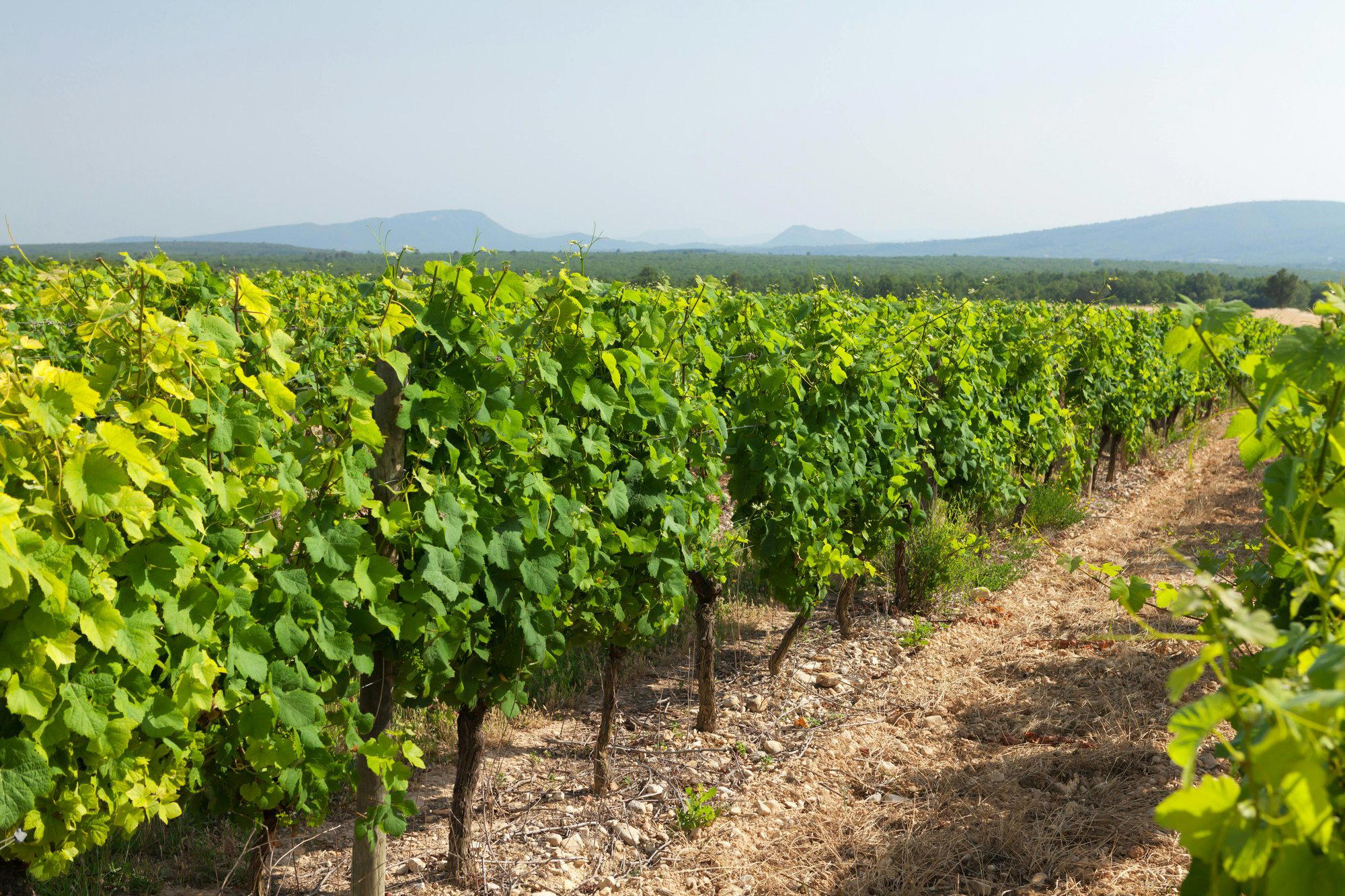 Marchesi de' Cordano winery in Loreto Aprutino