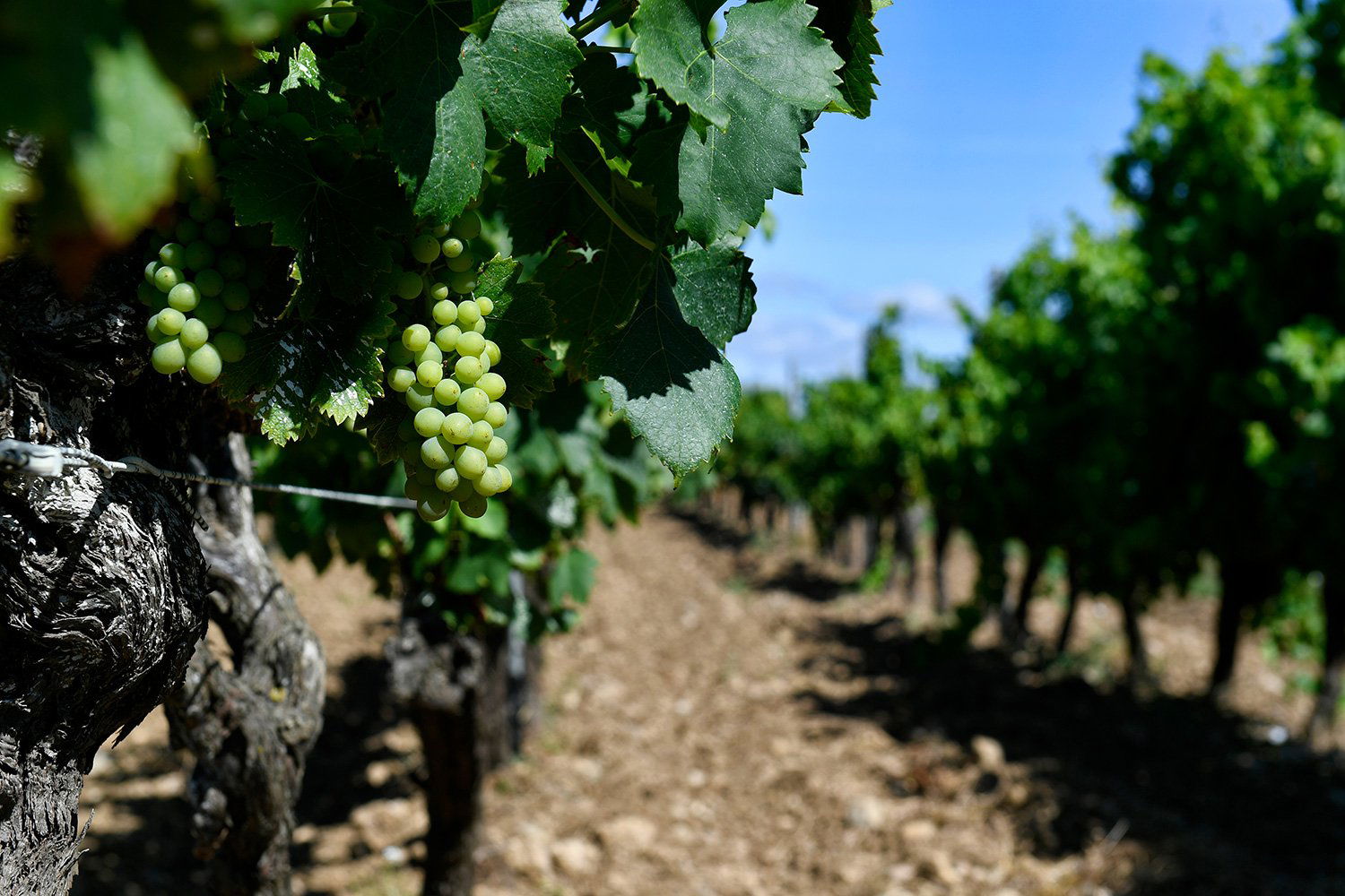 Les Domaines Paul Mas, Winery in Montagnac