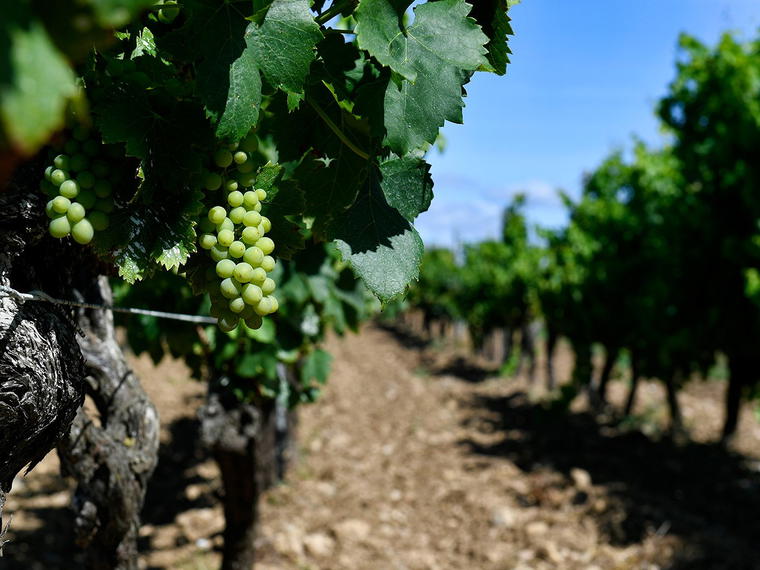 Les Domaines Paul Mas, Montagnac, France