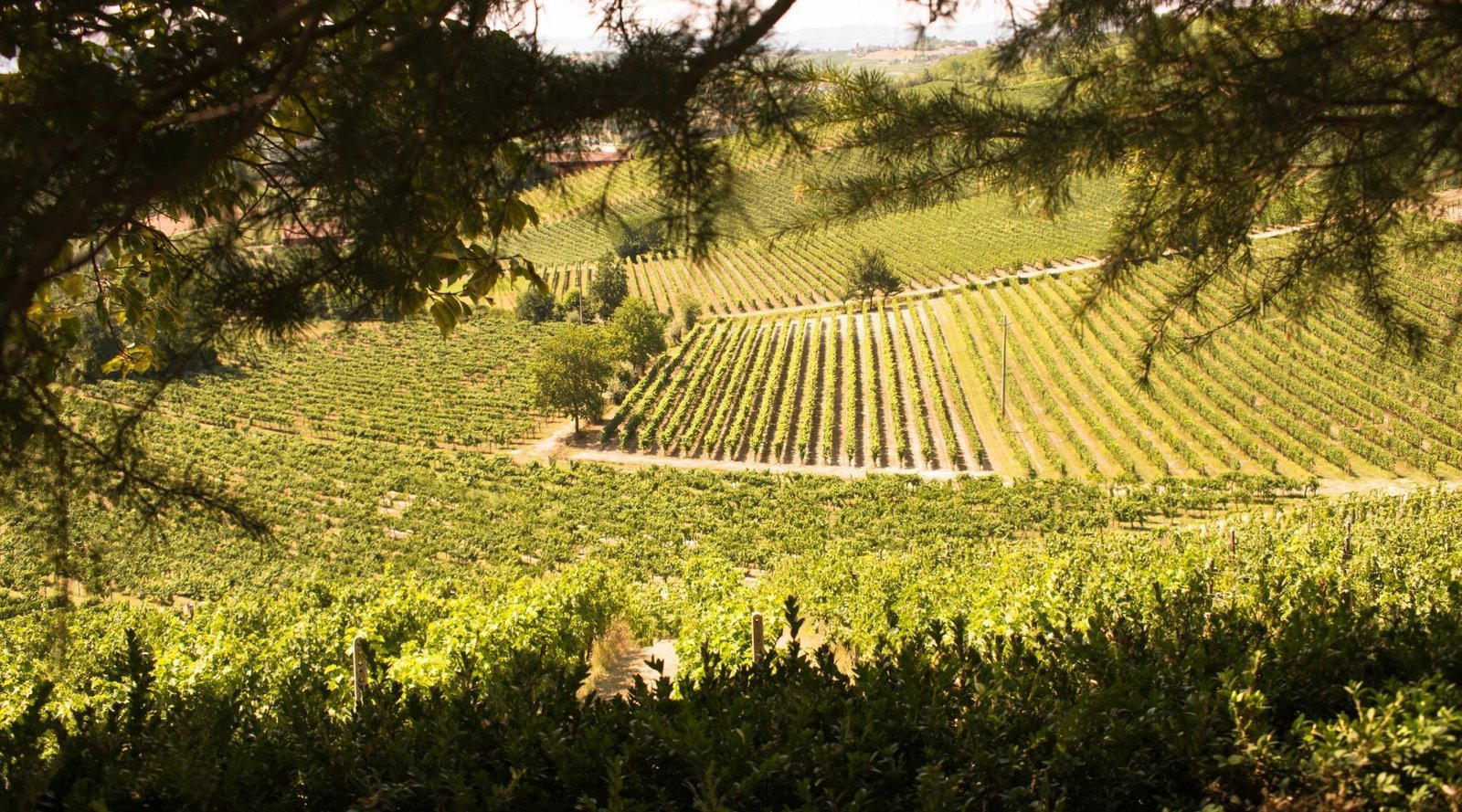ACCORNERO VINI winery in Vignale Monferrato