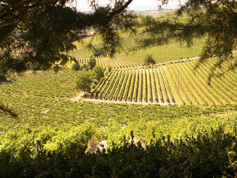 ACCORNERO VINI, Vignale Monferrato, Italy