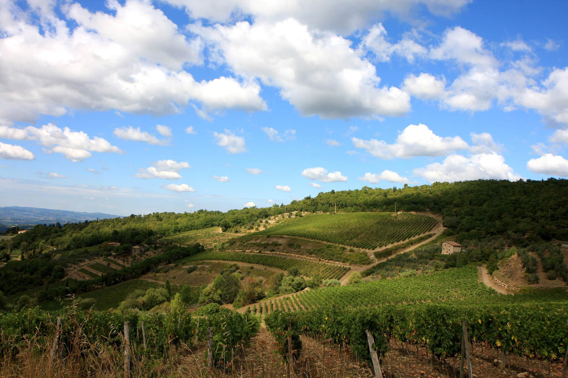 San Fabiano Calcinaia winery in Castellina in Chianti, Italy