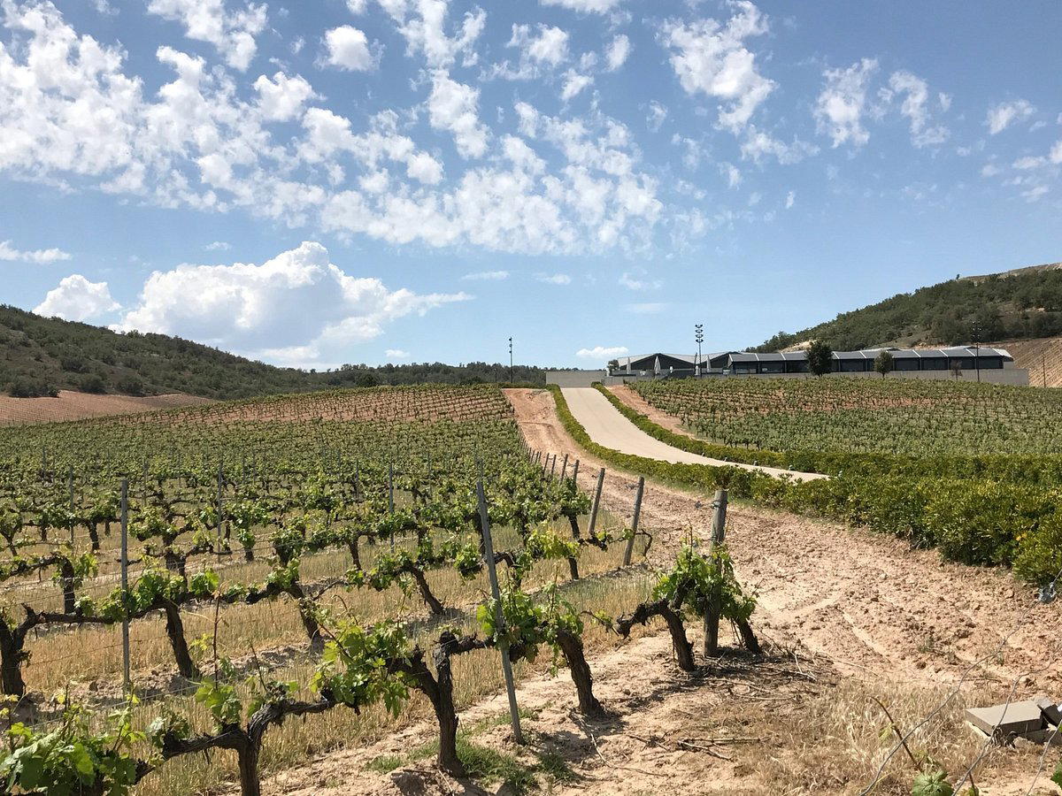 Bodegas y Vinedos Montecastro winery in Castrillo de Duero, Spain