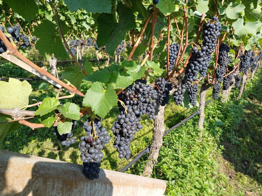 Castelfeder, Winery in Kurtinig