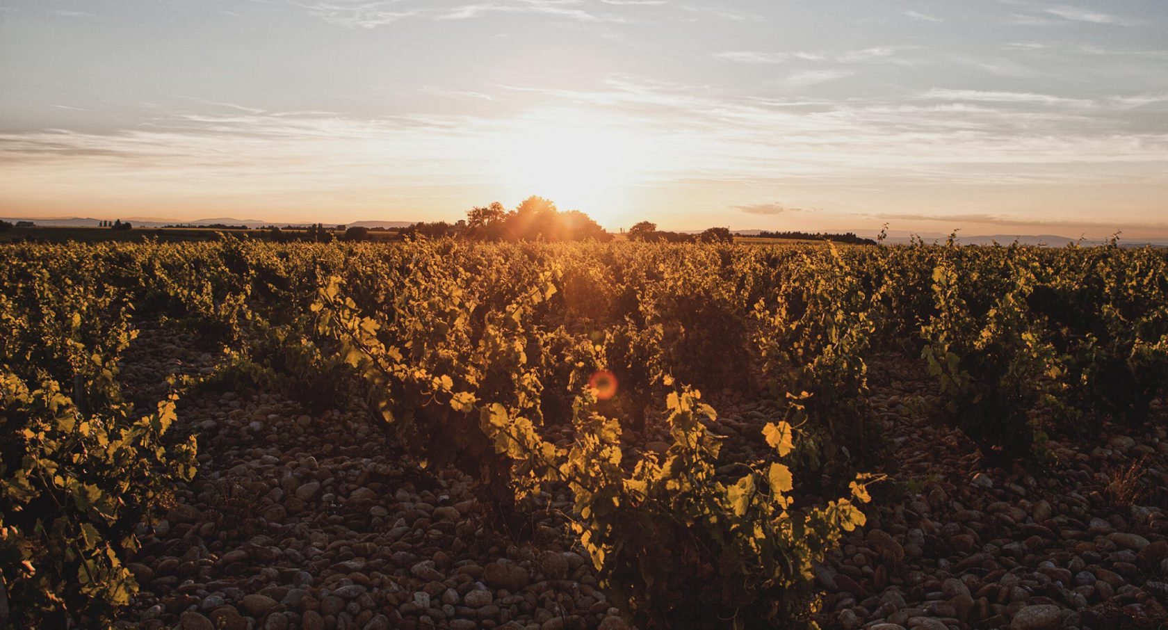 Domaine La Boutinière, Winery in Châteauneuf-du-Pape