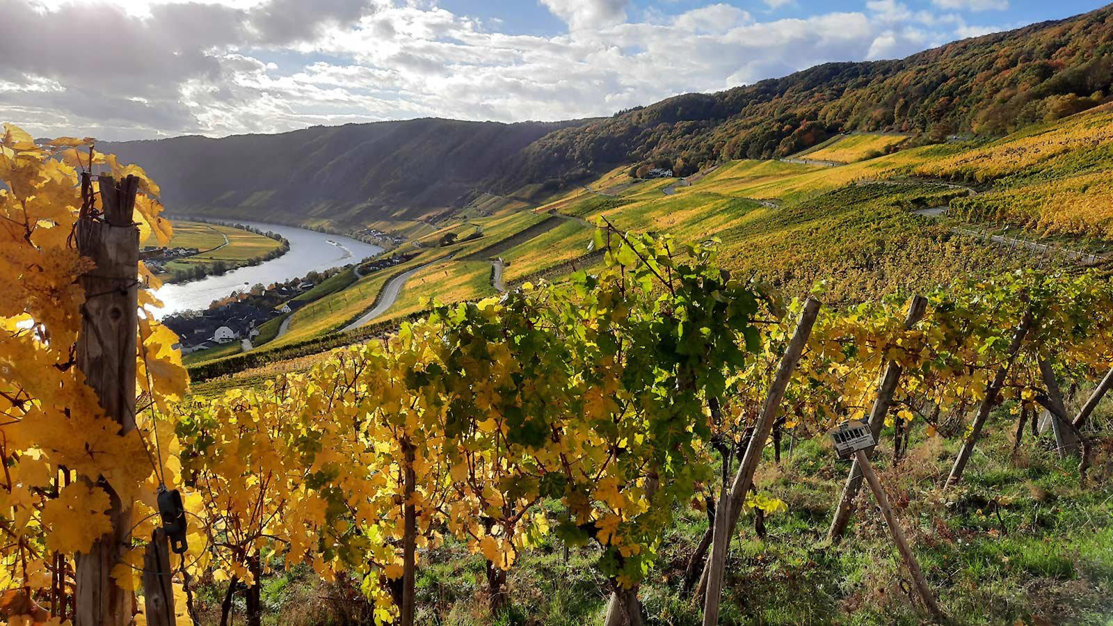 Weingut Steffen Prüm winery in Maring Noviand