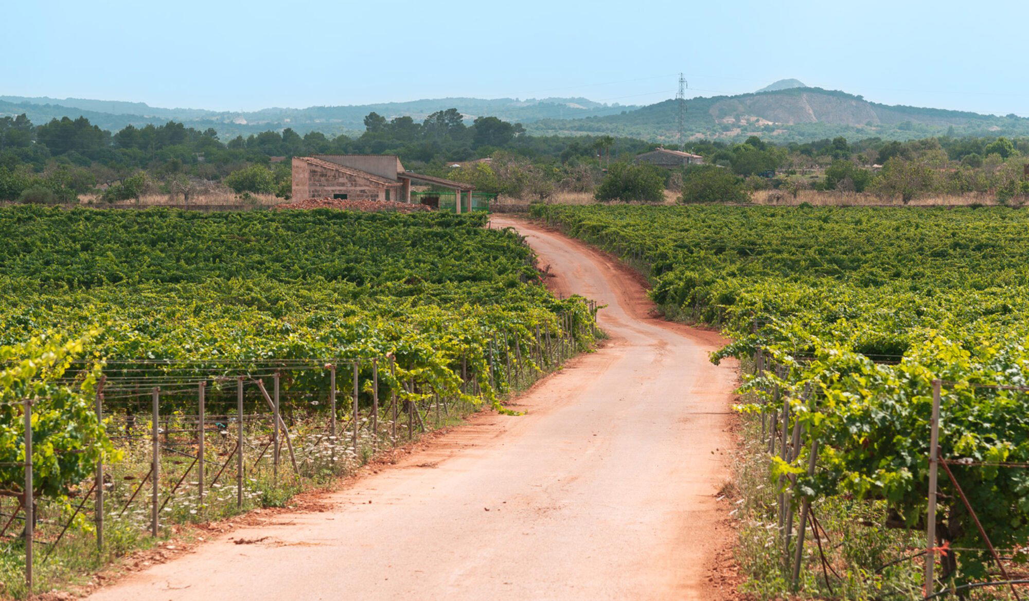 Galmés i Ribot winery in Santa Margalida