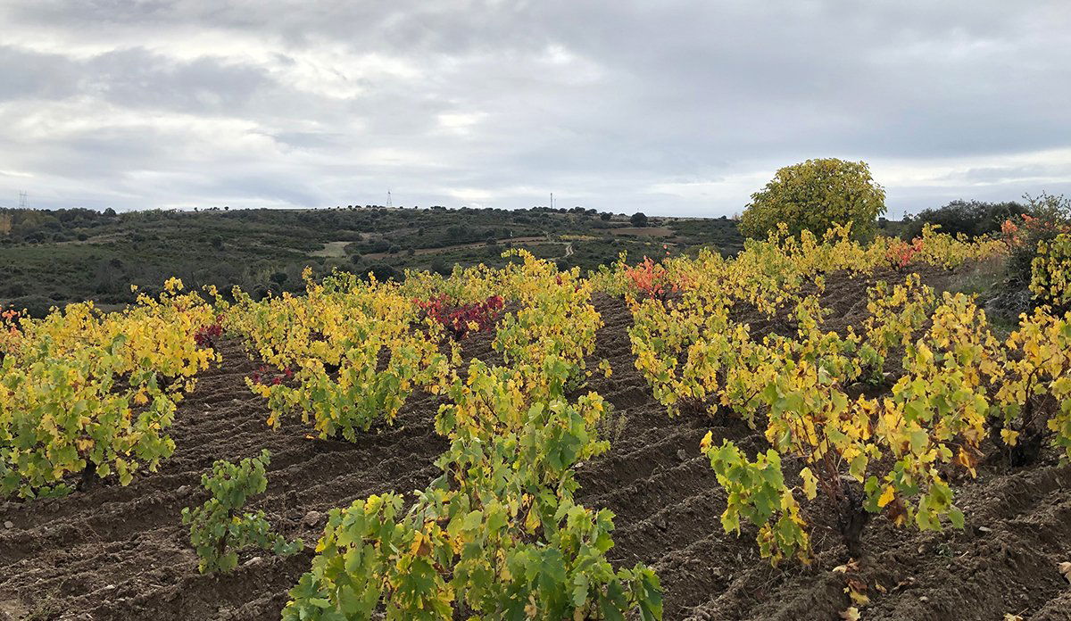 Alvar de Dios Hernández, Winery in El Pego Zamora