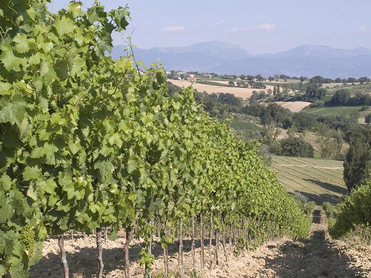 Bocale, Montefalco, Italy