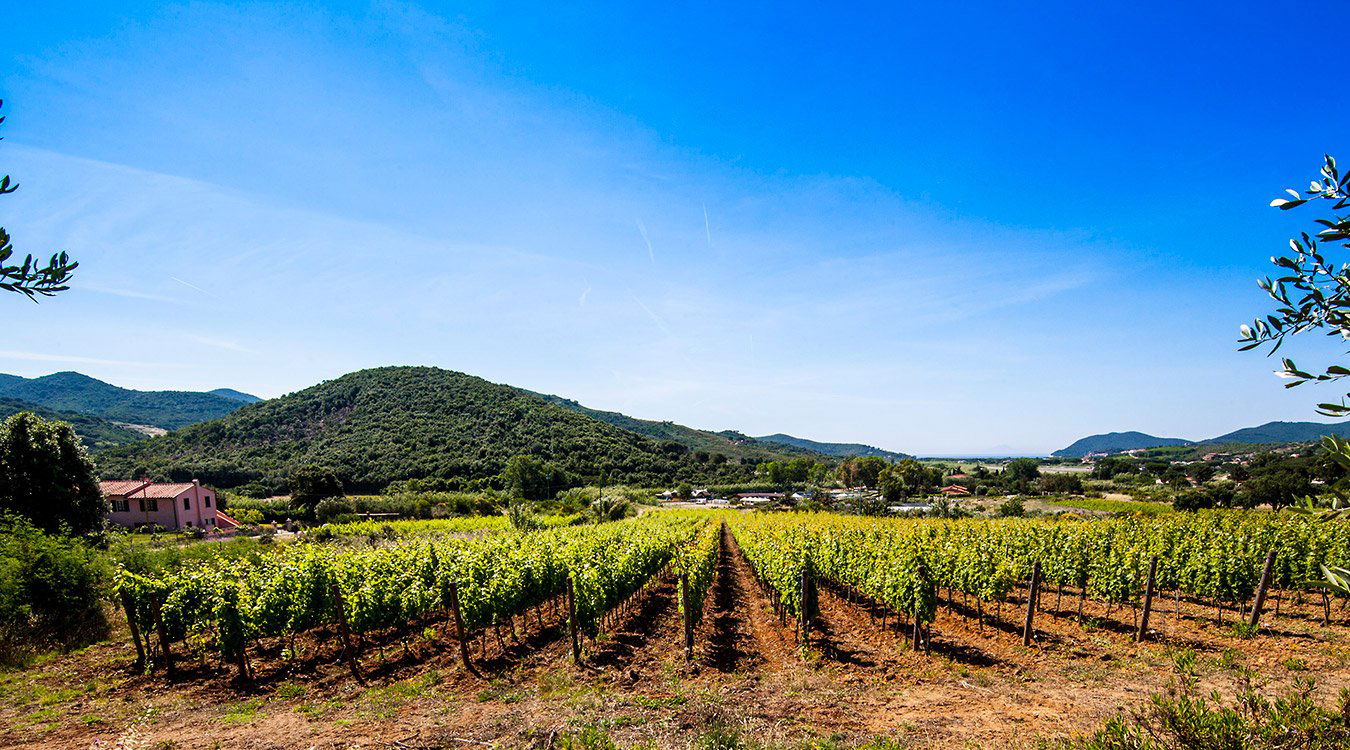Cecilia, Winery in Isola D Elba