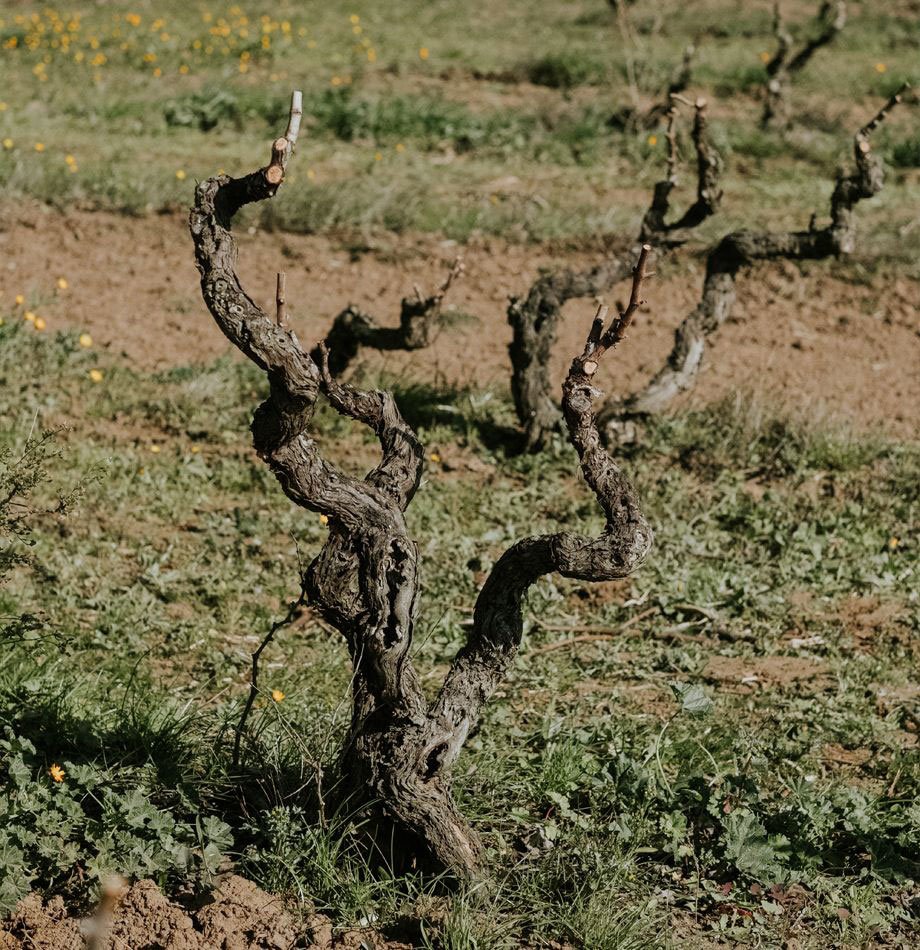 Agricola Marilù