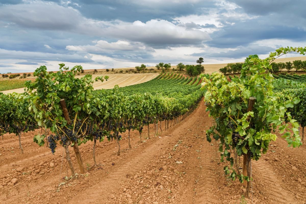 Bodegas y Viñedos de Cal Grau