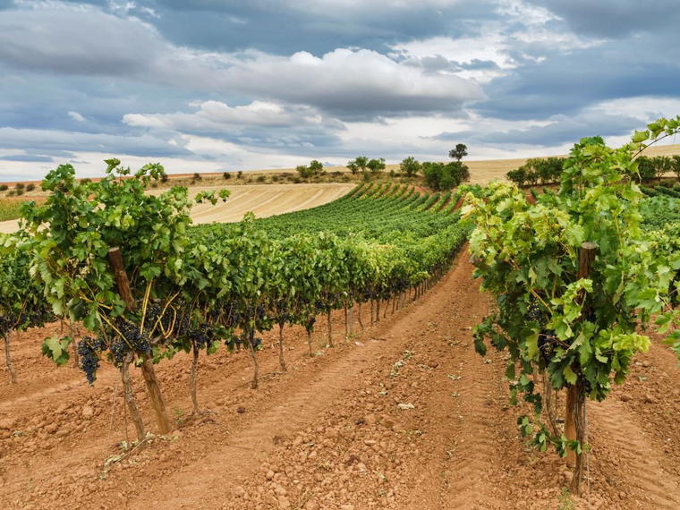 Bodegas y Viñedos de Cal Grau, El Molar, Spain