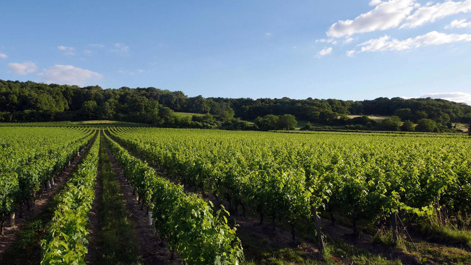 Domaine François Chidaine winery in Montlouis-sur-Loire