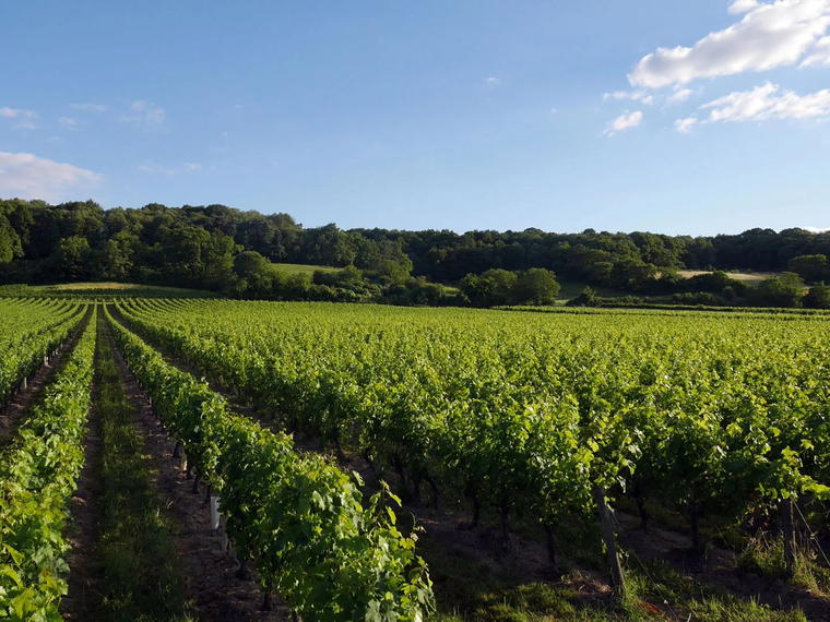 Domaine François Chidaine, Montlouis-sur-Loire, France