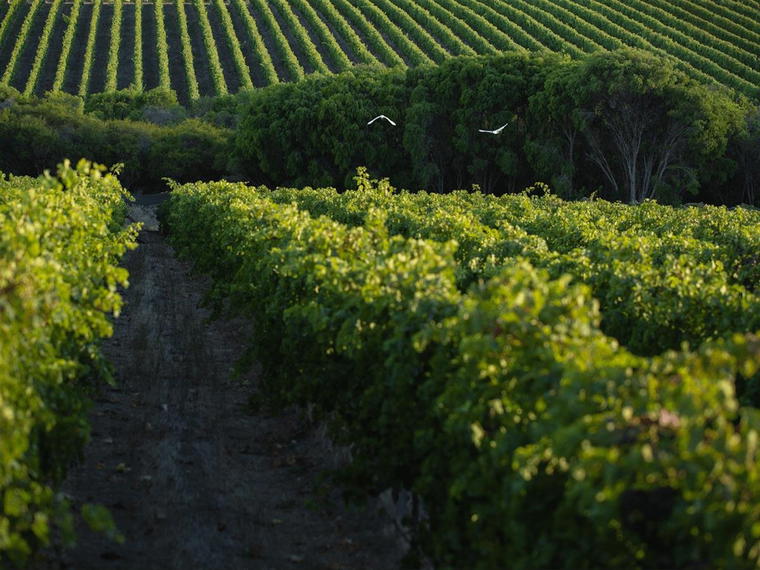 Higher Plane Wines, Cowaramup, Australia